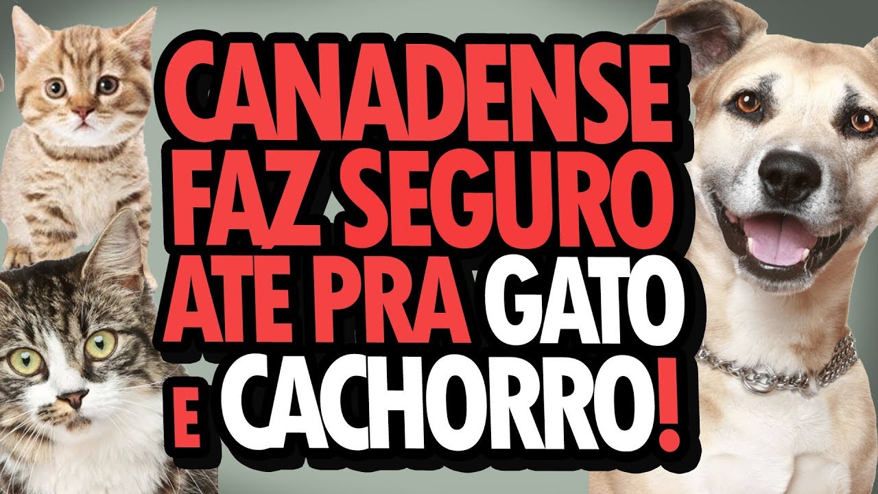 CANADENSE FAZ SEGURO PARA TUDO! TIPOS DE SEGUROS NO CANADÁ - SEGUROS NO CANADÁ #1