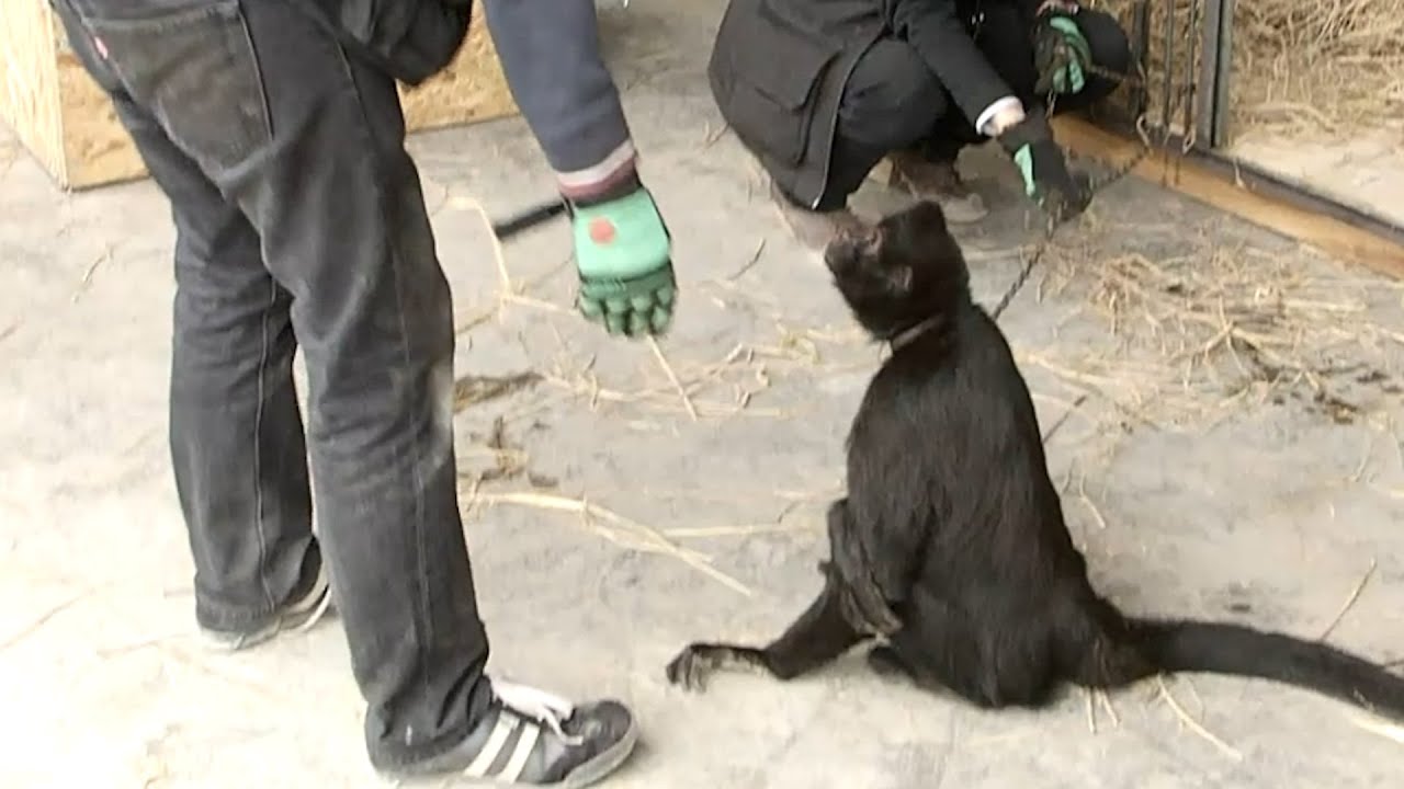 Circus monkey gets emotional when he's freed