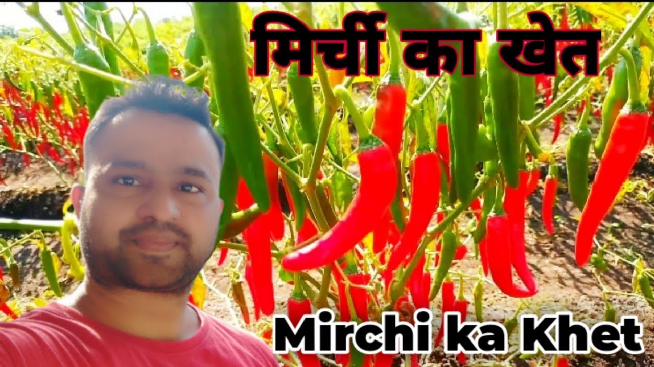 Mirchi Ka Khet | Lal Mirchi | Hari Mirchi | Mirchi farming | Mirchi