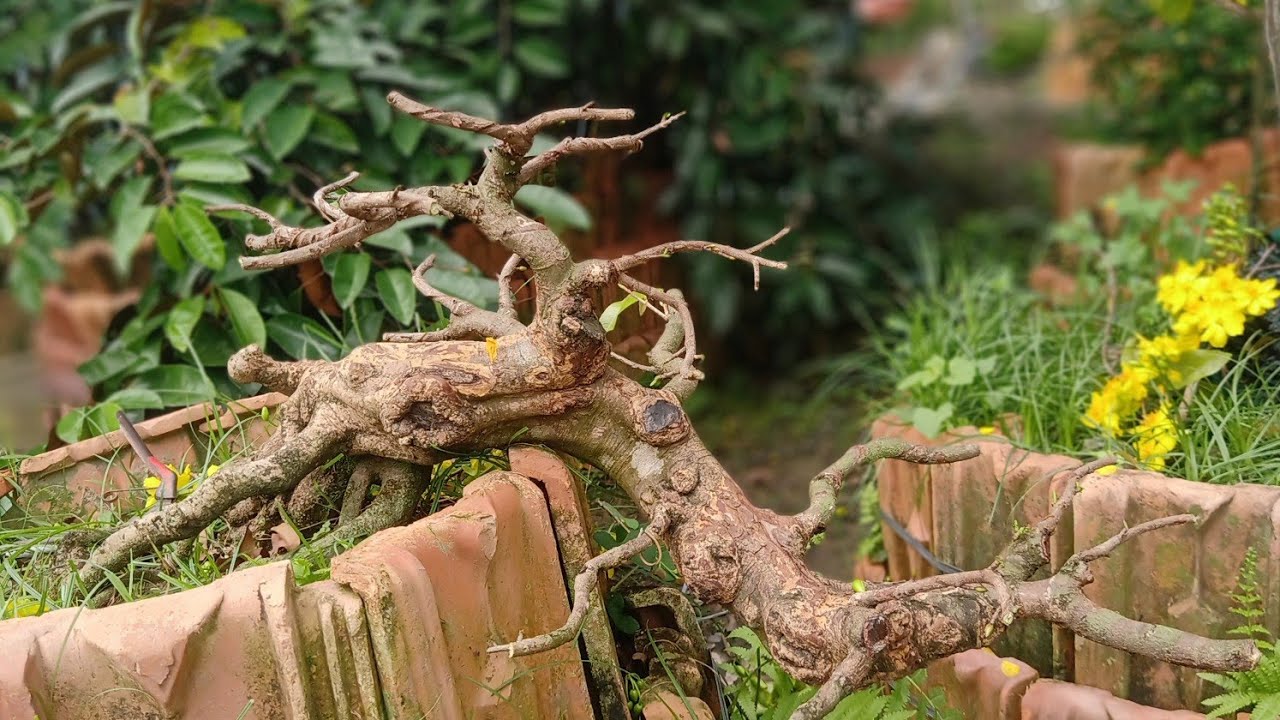 cắt giật cành cho cây mai vàng sau Tết. dáng thác đổ ghép dão Thủ Đức.