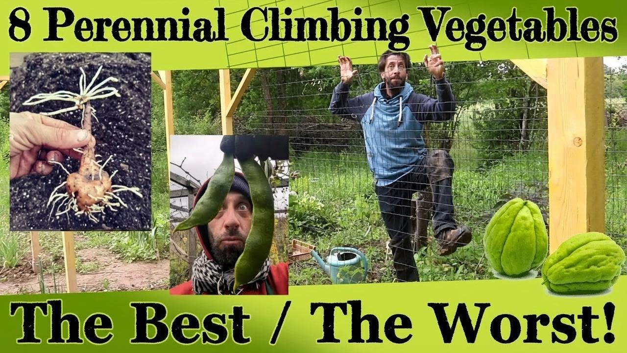 8 Climbing Veggies You Can Grow Year After Year – The Best and the Worst!