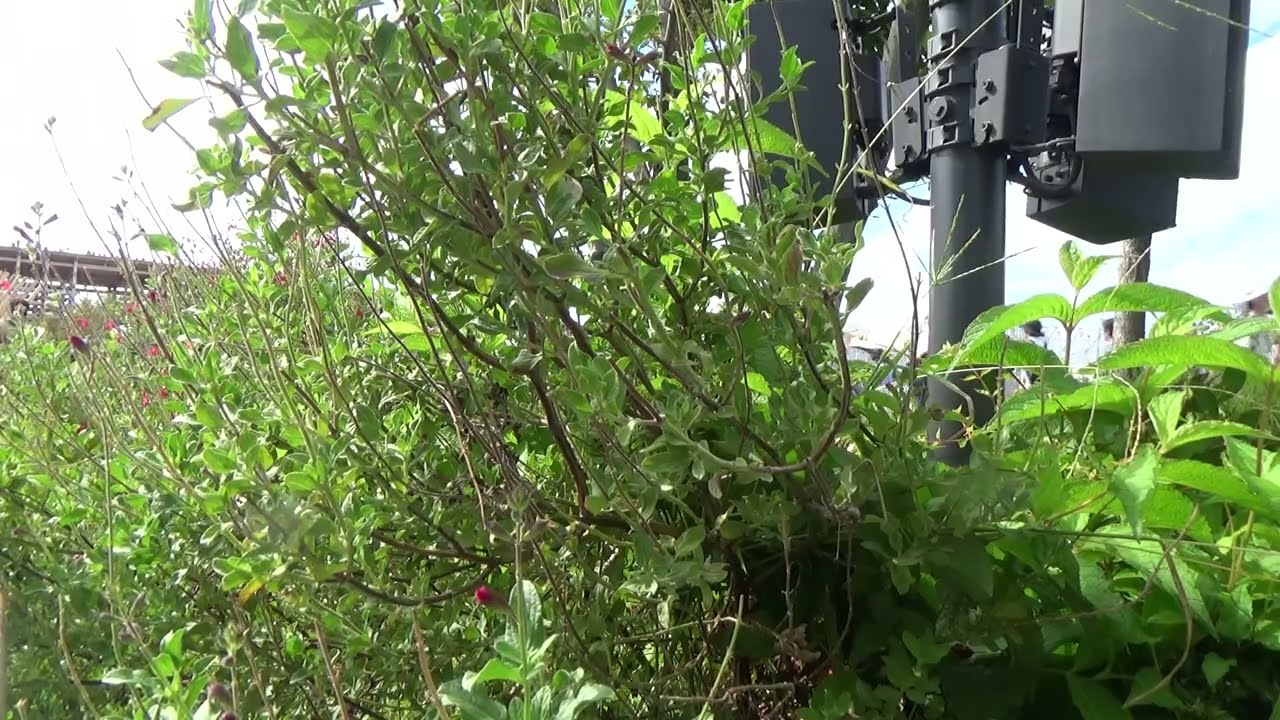 大阪･関西万博で流れているBGM+アナウンス