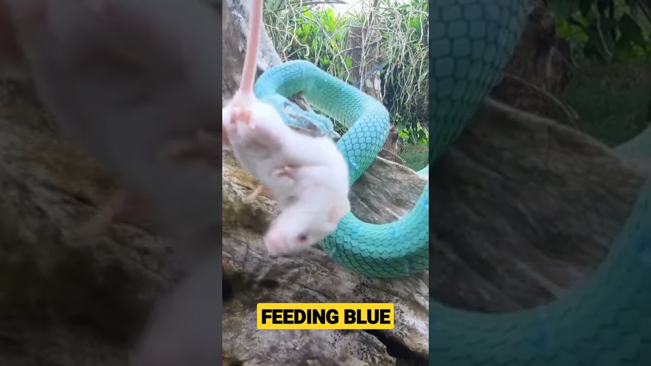 HOW FAST VENOM WORKS RARE BLUE VIPER