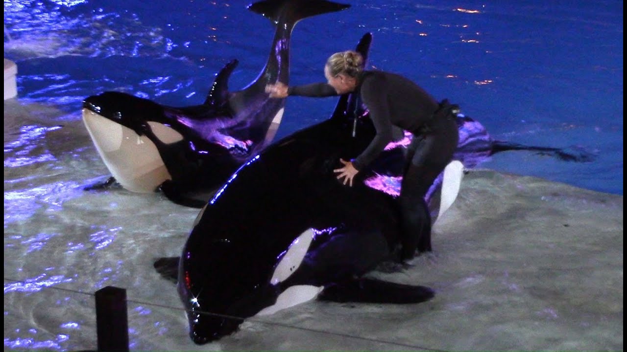 Shamu's Celebration: Light Up the Night at SeaWorld San Diego 6-13-16