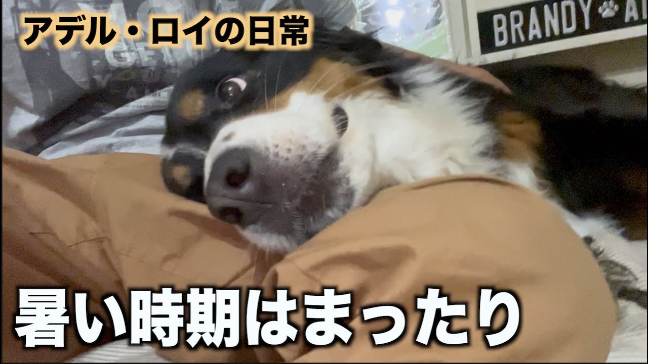 暑い季節のルーティン
