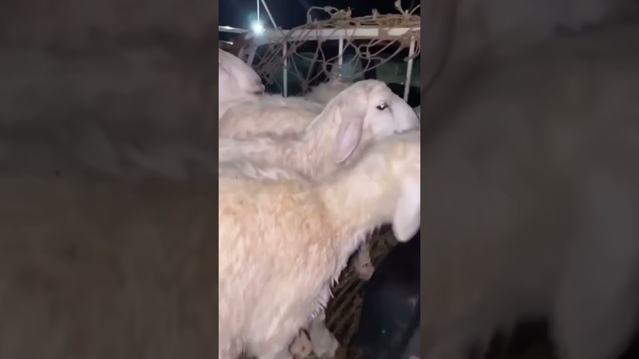 تغطية سوق الحجاز : بالسويرقية يوم : الثلاثاء : 1442/9/22