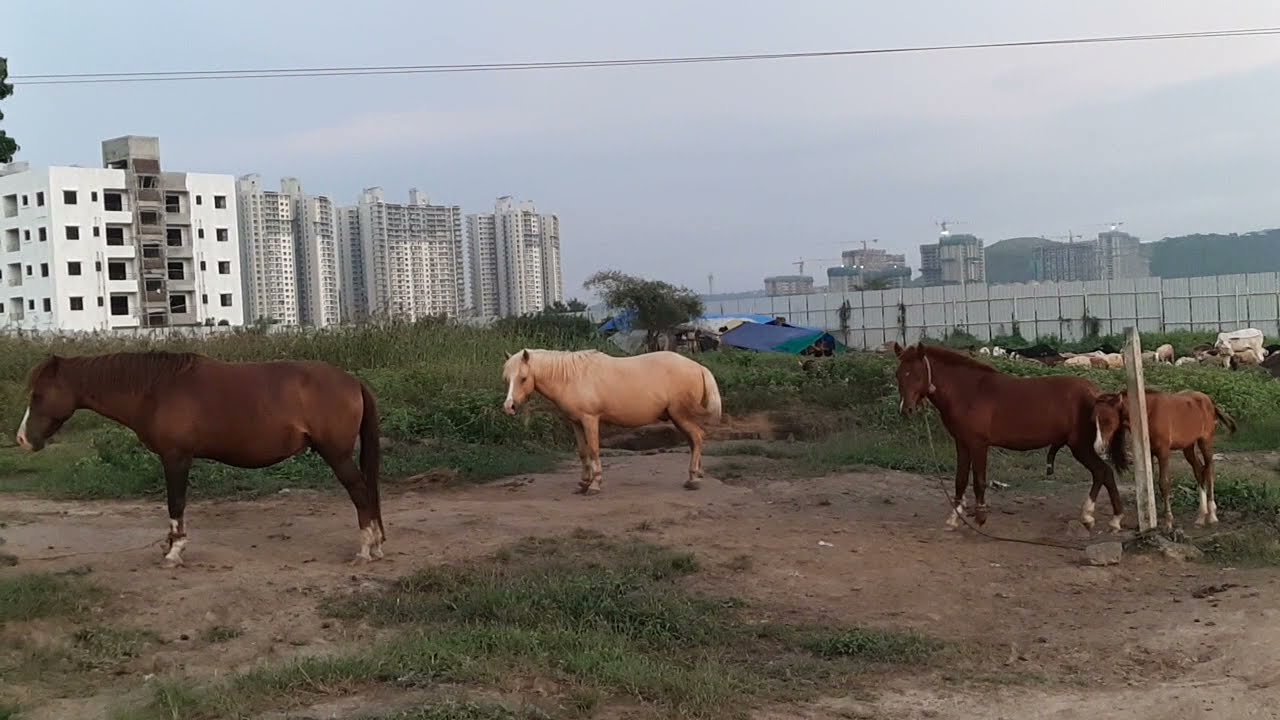 Horse 🐎 or Khachchar