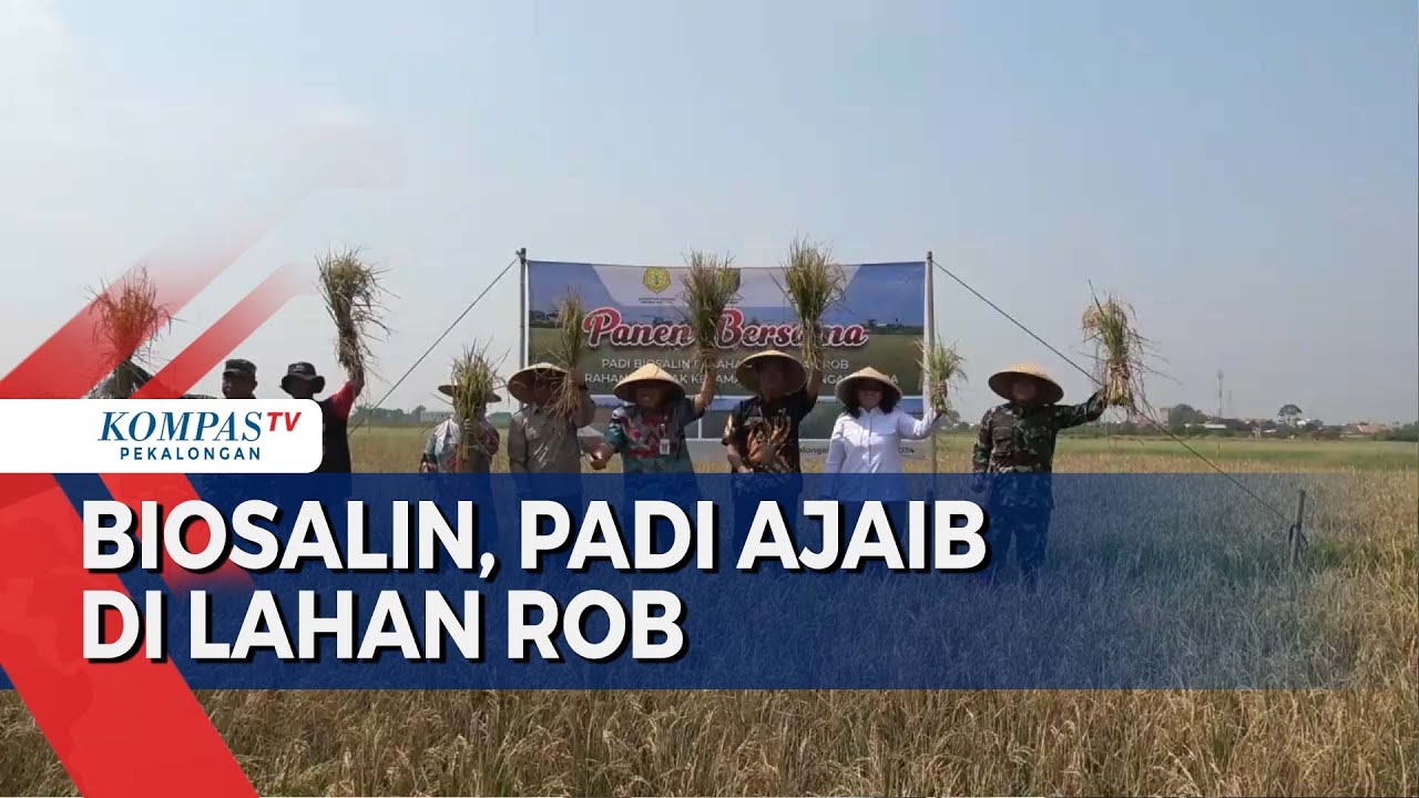 Dandim Pekalongan Ajak Petani Tanam Padi di Lahan Rob