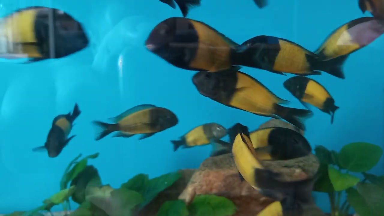 Tropheus Ikola ,pięknie wybarwione 😊😊😊