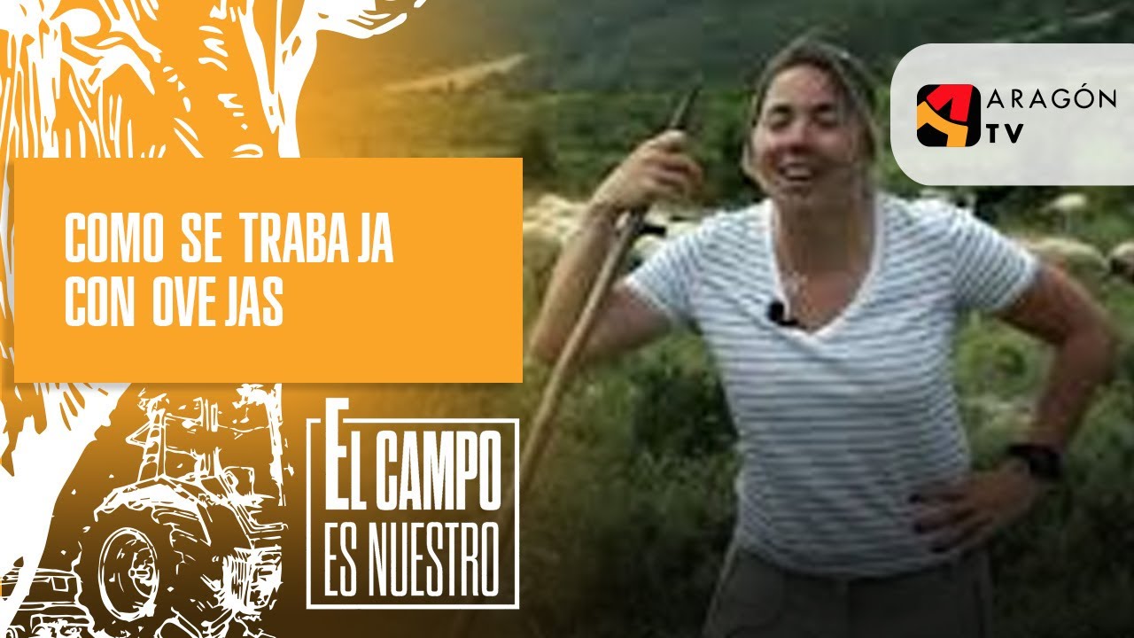 Cómo se trabaja con ovejas a 1.250 metros de altura