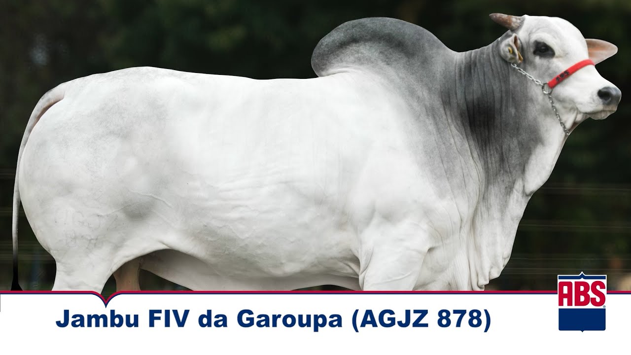 JAMBU FIV DA GAROUPA (AGJZ 878) - Touro Nelore ABS