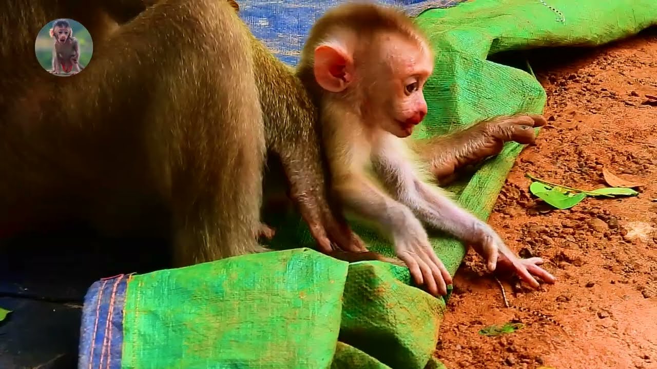 Monkey Leo And Mom Libby