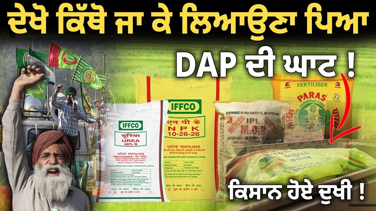 DAP ਦੀ ਘਾਟ ਕਾਰਨ ਸਾਰੇ ਕਿਸਾਨ ਦੁਖੀ 😳 ਦੇਖੋ ਕਿੱਥੋ ਕਿੱਥੋ ਲਿਆਉਣਾਂ ਪੈ ਰਿਹਾ ਹੈ !