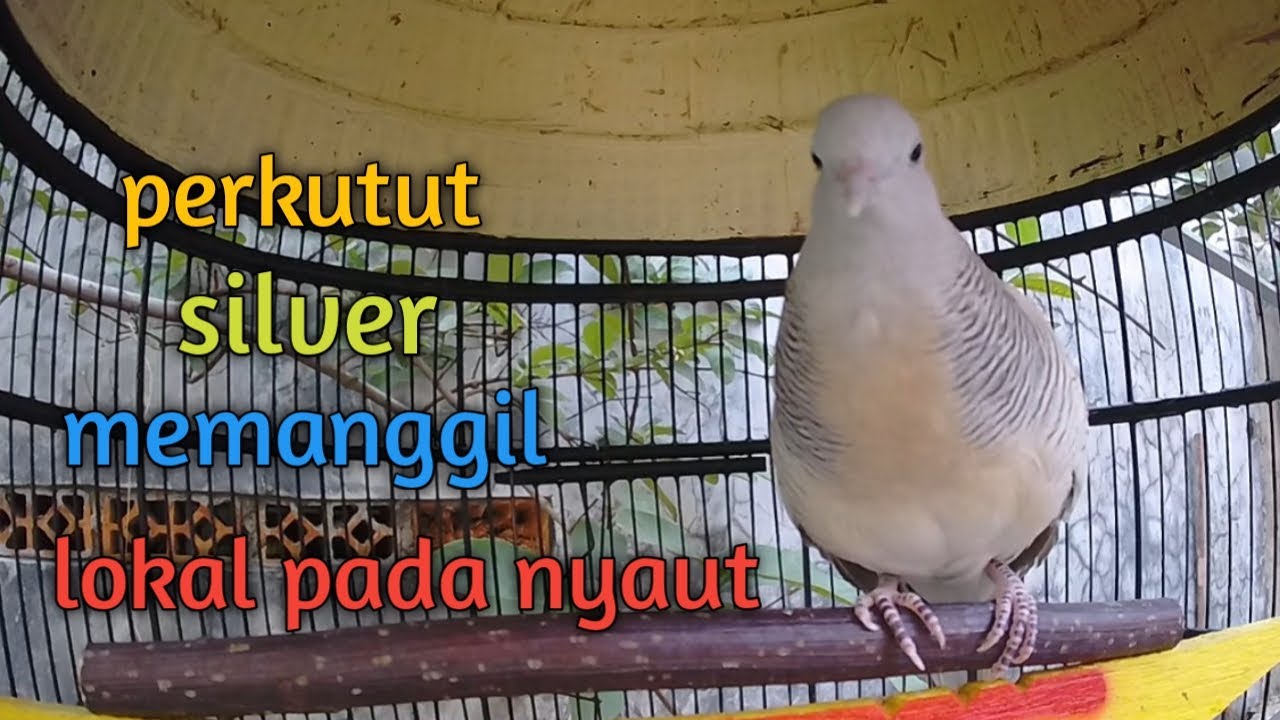 Suara perkutut silver memanggil lokal juga nyaut suaranya cocok untuk pancingan semua jenis perkutut