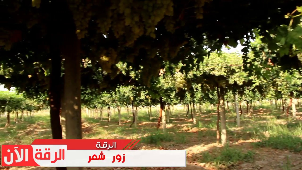 زراعة العنب في محافظة الرقة.