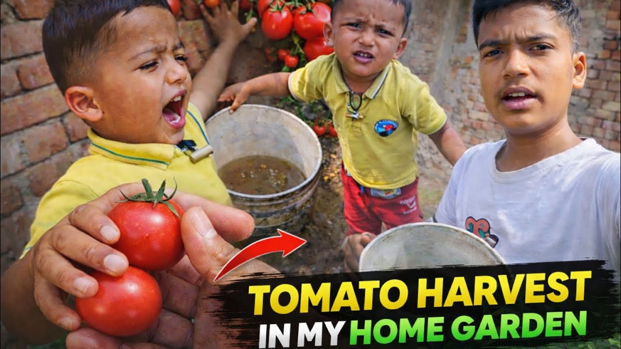 Aaj ka pura din – Mehnat Maza aur Reality Vlog 💪🔥#tomato#harvest#gardening#home#garden#life#organic#