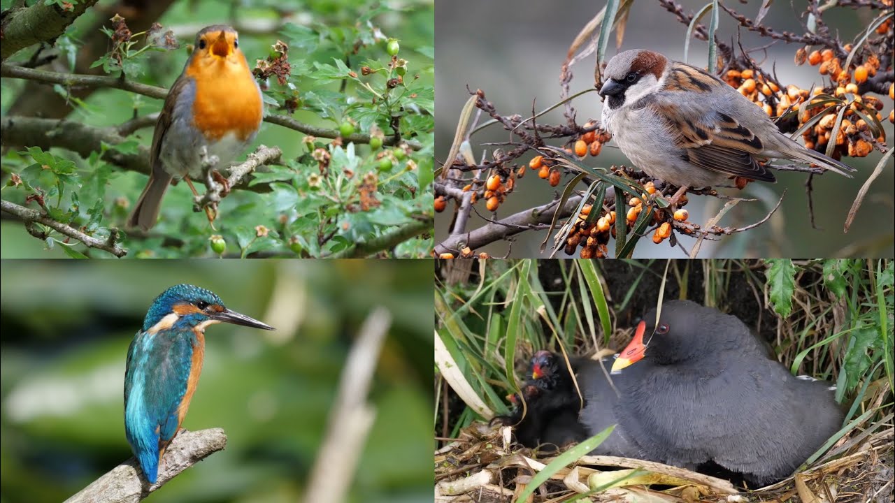 VOGELGELUIDEN:  117 Nederlandse Vogels en hun Zang, Roep of Geluid