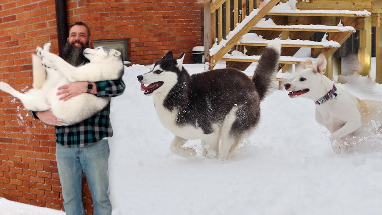Husky BFF Comes to Play