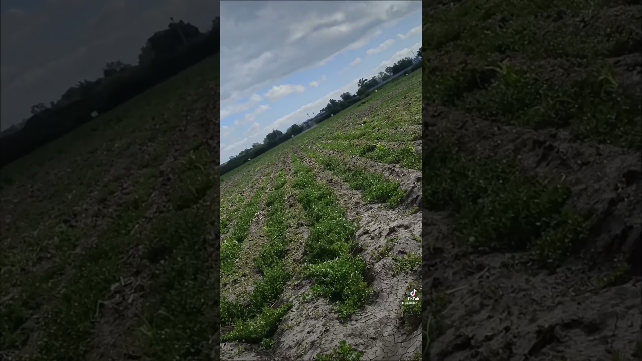 aplicaci&oacute;n de herbicida con dron agr&iacute;cola DJI t40 #t40#dron DJI AGRAS T40