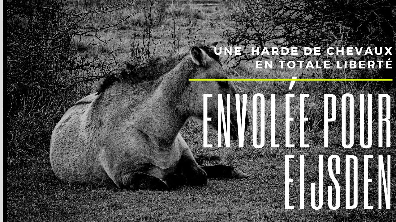 Une harde de chevaux de la race 