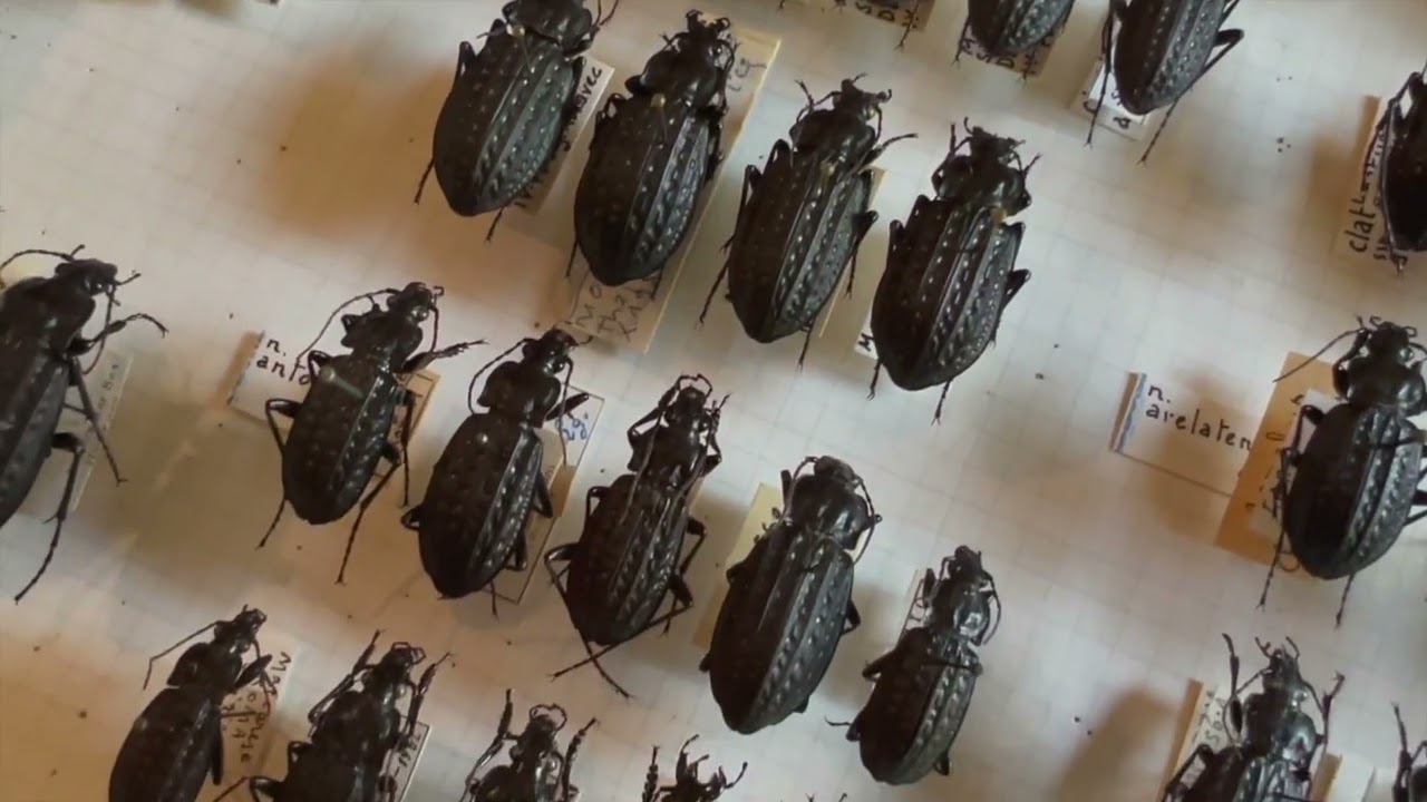 La collezione entomologica e il carabo clatrato