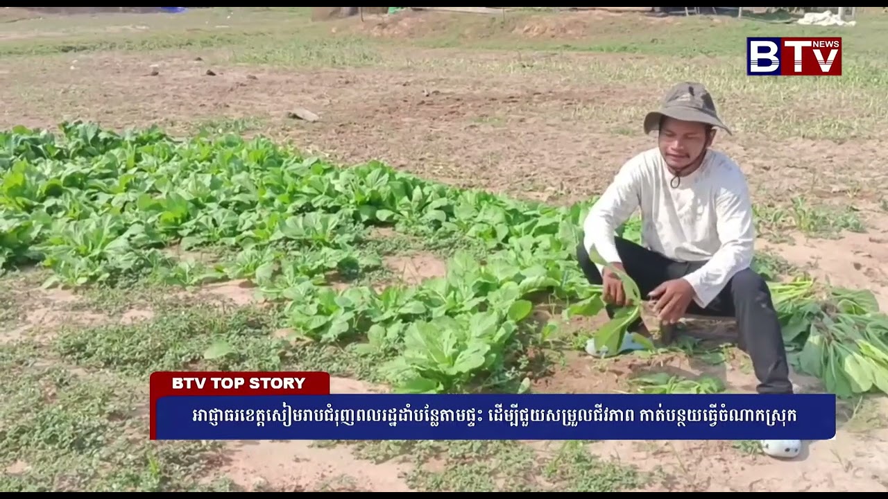 អាជ្ញាធរខេត្តសៀមរាបជំរុញពលរដ្ឋដាំបន្លែតាមផ្ទះ ដើម្បីជួយសម្រួលជីវភាព កាត់បន្ថយធ្វើចំណាកស្រុក