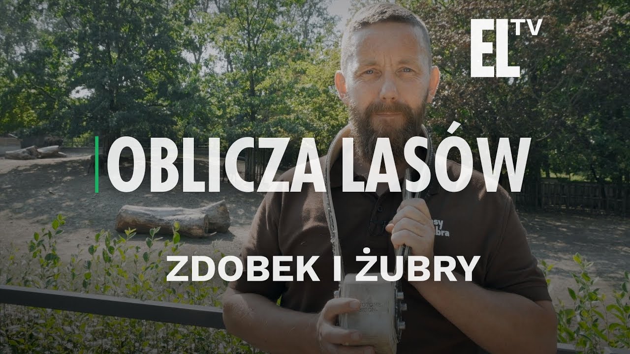 Zdobek i żubry | Oblicza lasów #86