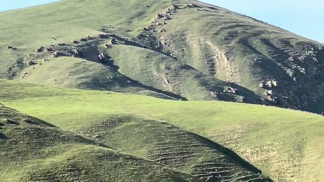 Unas vacas que parecen gemelas bonito paisaje 
