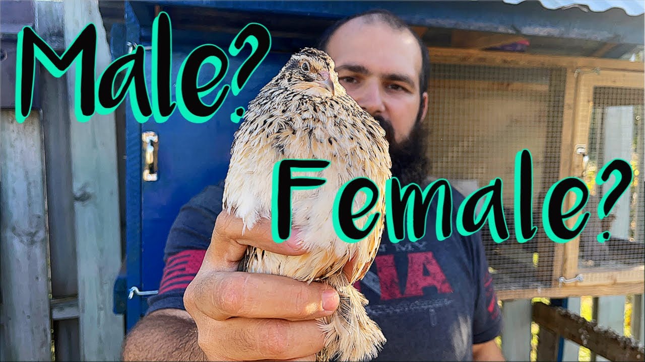 Vent Sexing Quail | How To Identify Male & Female Japanese Quail