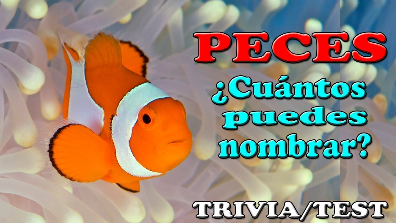 ¿TE SABES LOS NOMBRES DE LOS PECES? Trivia/Test