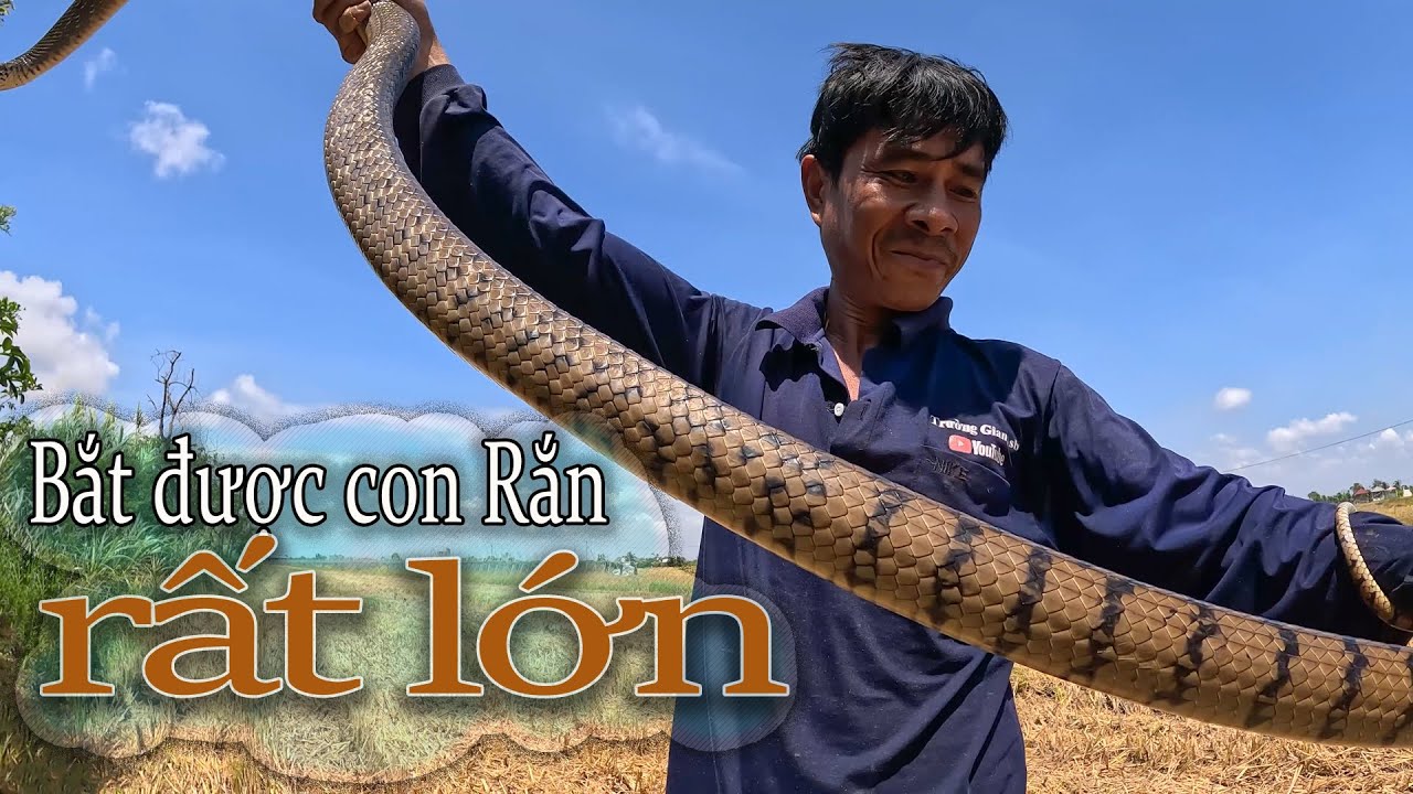 Kì công đi tìm, bắt được Con Rắn rất lớn | TGSB #816