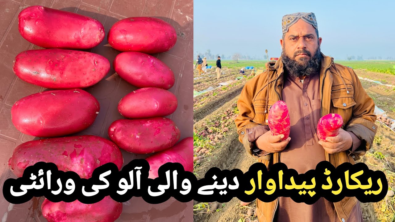 Kachi Patai Ki Badshah Variety Kam Kharch , Kam Waqat Ziada Pedawar Dene Wali Meriyem Variety 
