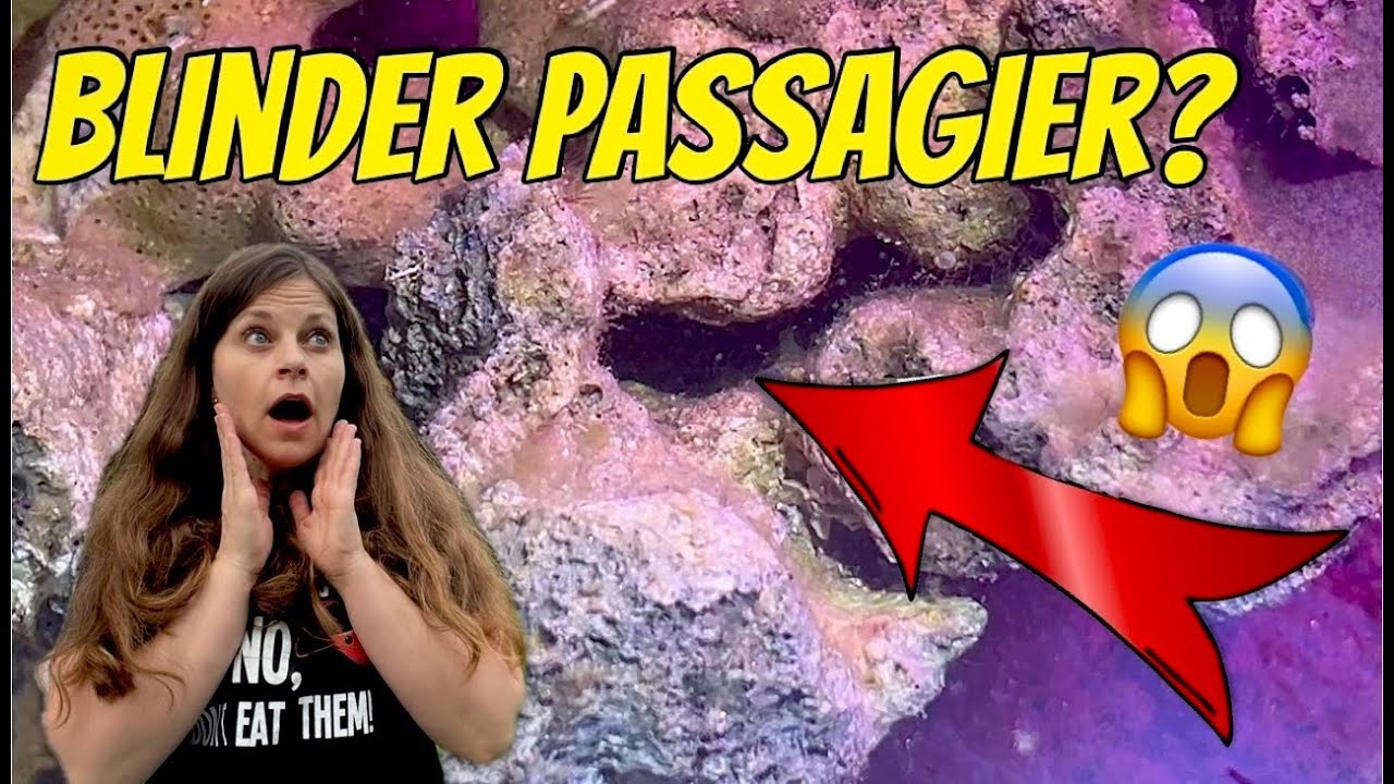 Meine Garnelen-Zucht ist GESTOPPT... aber DAS hat mich umgehauen! 🤯