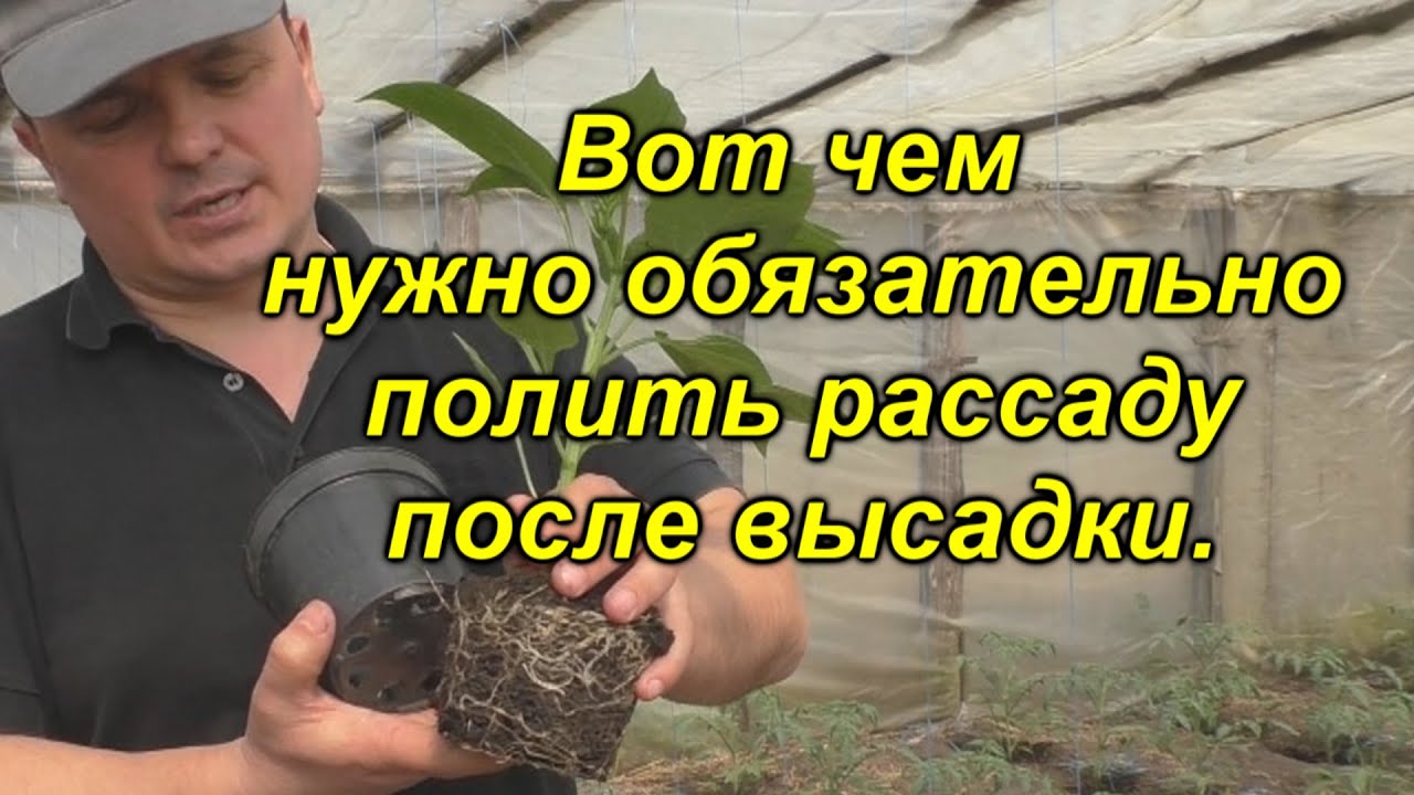 Поливаем  высаженную рассаду ЭТИМ средством сейчас и летом она будет здоровой от гнилей!
