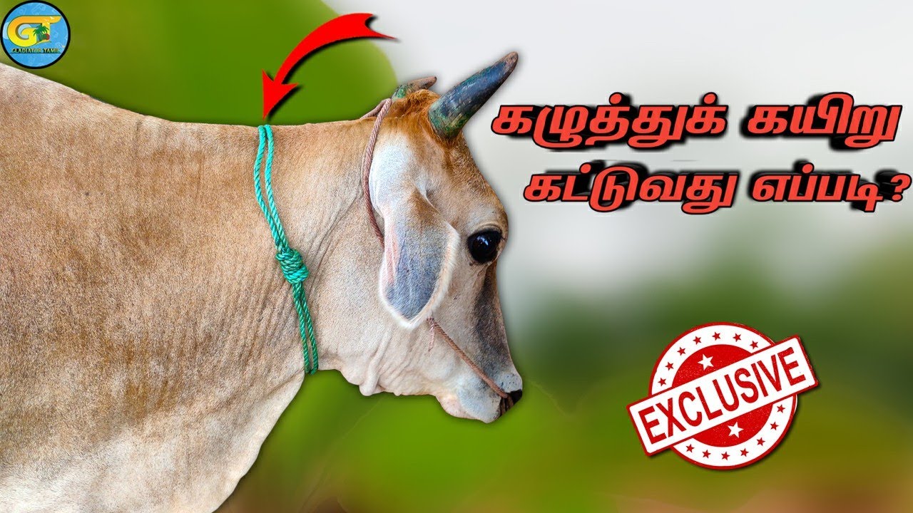 cow neck rope making|மாட்டுக்கு கழுத்துக்கு கயிறு எப்படி கட்டுவது