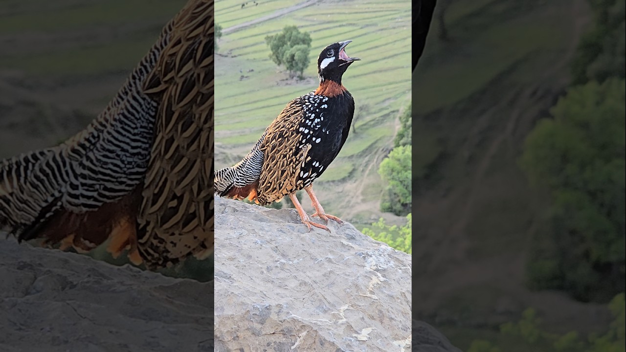 Black Francolin Voice | ##shorts #blackfrancolin #teetarawaz