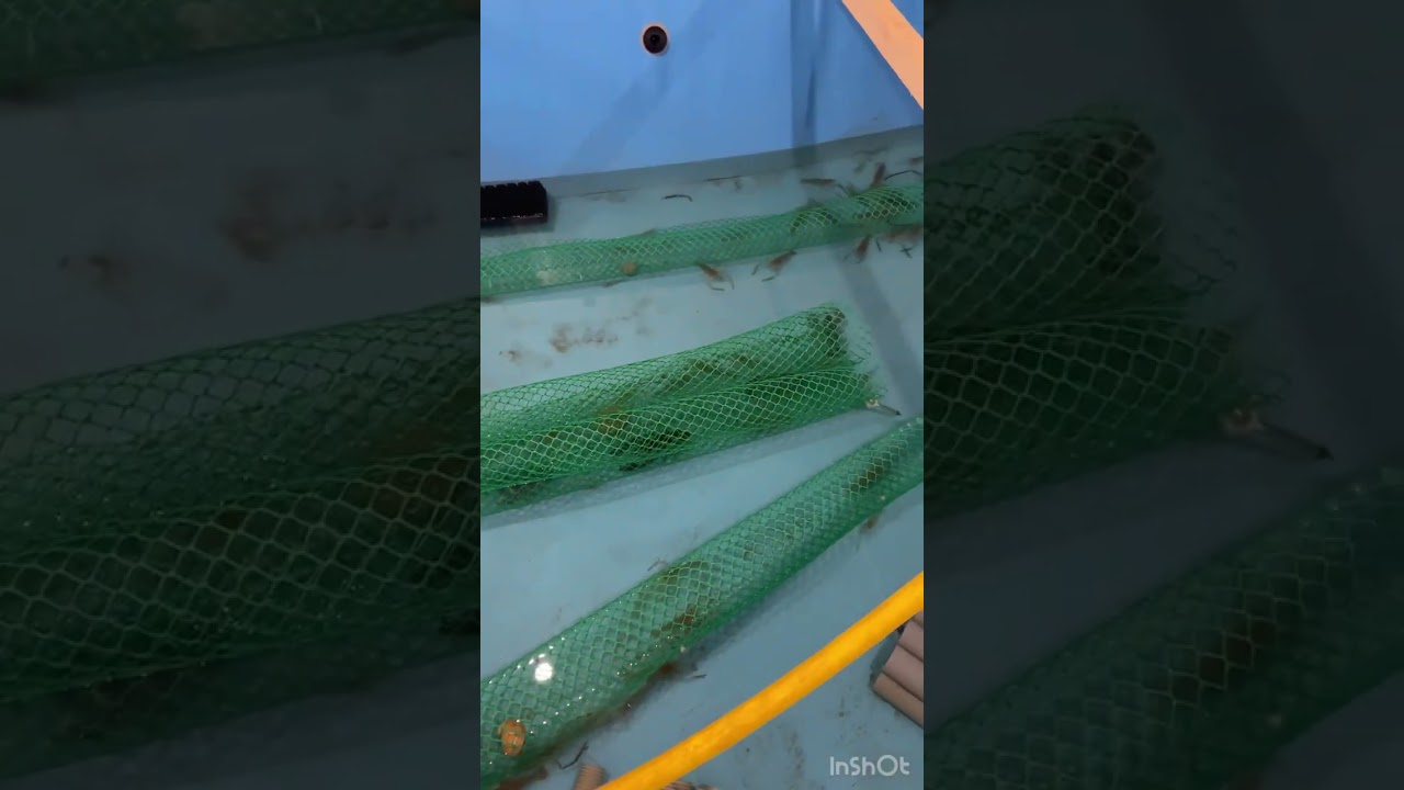Выведение креветки Розенберга