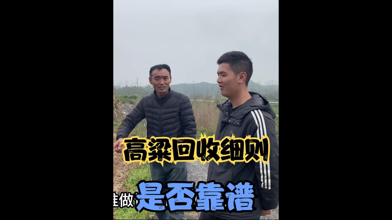 公司让农户种植高粱，来谈下具体细则看下是否靠谱！ #2023新农人计划  #乡村守护人  #高粱  #三农