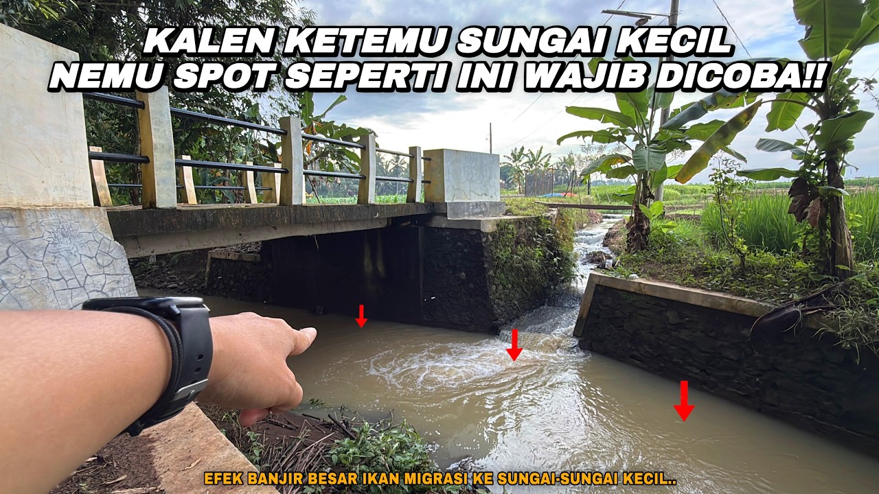 SPOT SEMPURNA KETIKA KALEN SAWAH KETEMU SUNGAI!! Mancing wader teknik kumbul umpan rasbora di kalen