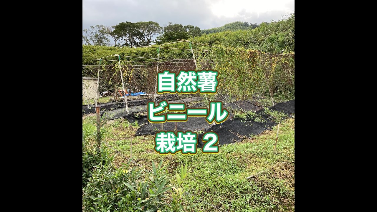 自然薯ビニール栽培 2