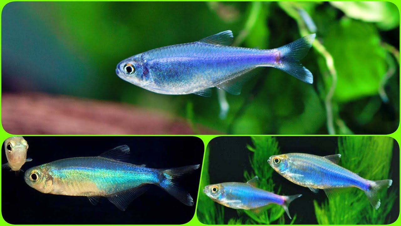 Голубая Тетра или Голубые Тетры Боэлка и Борки Содержание в аквариуме Разведение и Совместимость