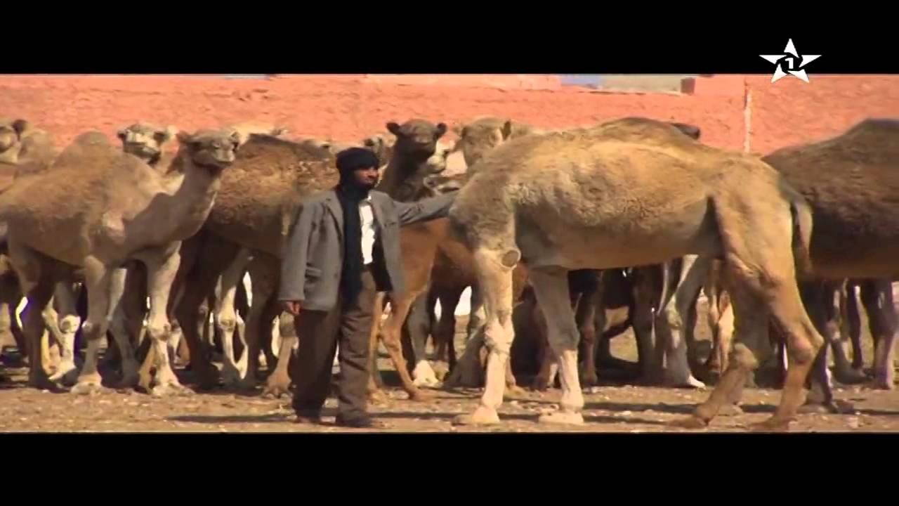 Tarbiat Al Jimal   وثائقي وطني تربية الجمال