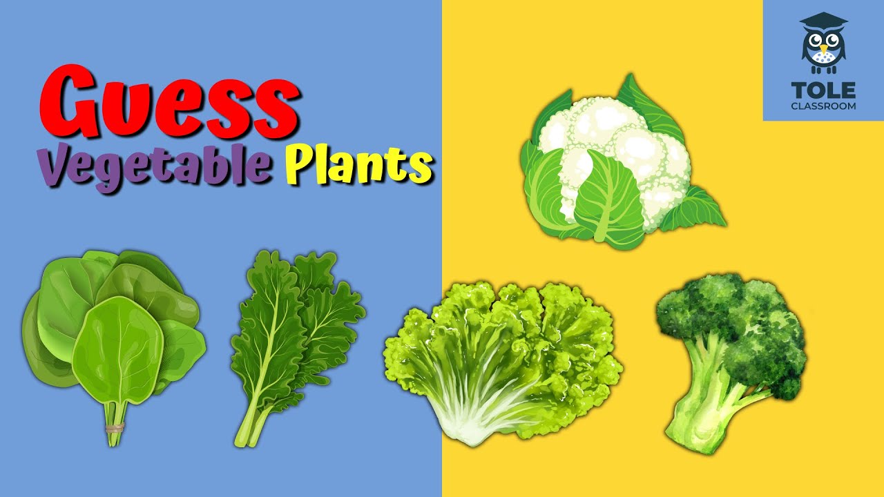 Guess Vegetable Plant Names | Easy & Fun English Learning | Flashcard | Tole Classroom