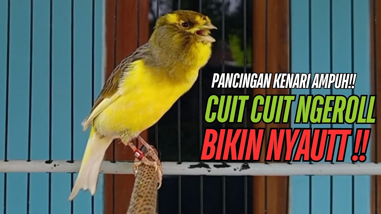 SUARA Kenari GACOR PANJANG Pancingan & masteran Kenari Paud AGAR gacor AMPUH Kenari MACET bunyii