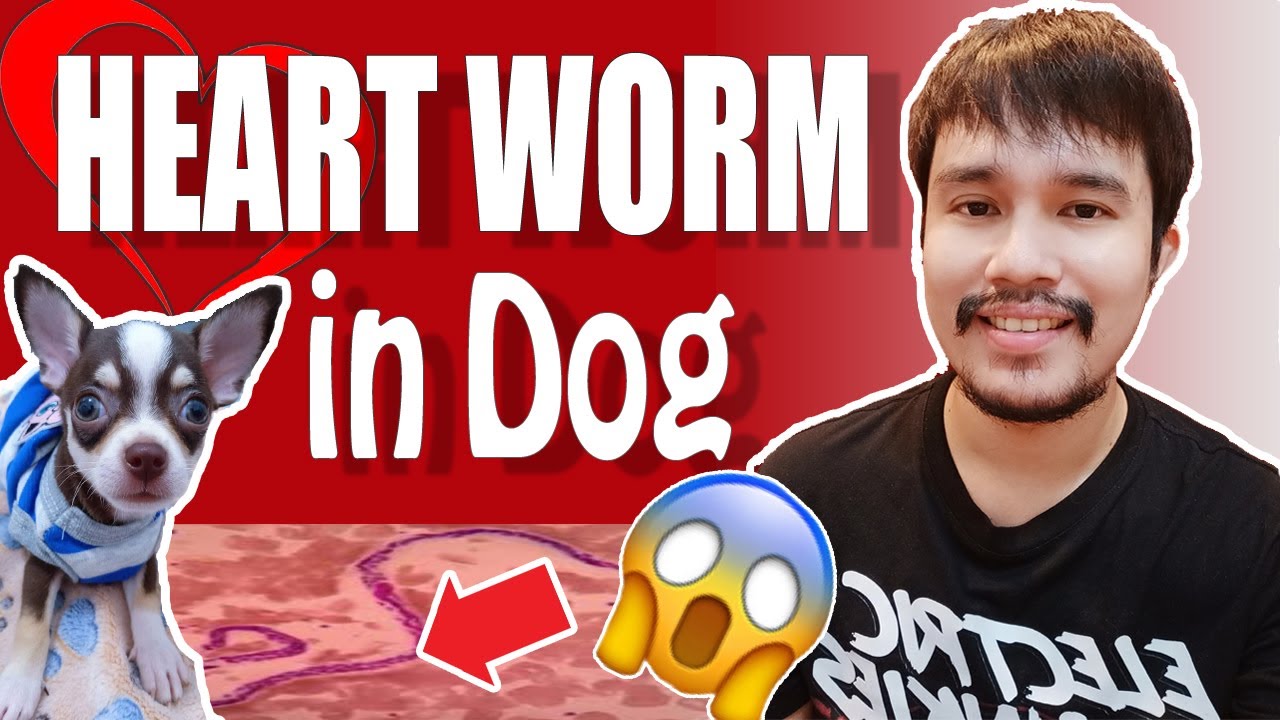 Heart Worm sa Aso | MasterVet