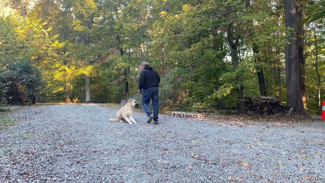 Anatolian Shepherd and Great Pyrenees PuppyTraining | Lliam
