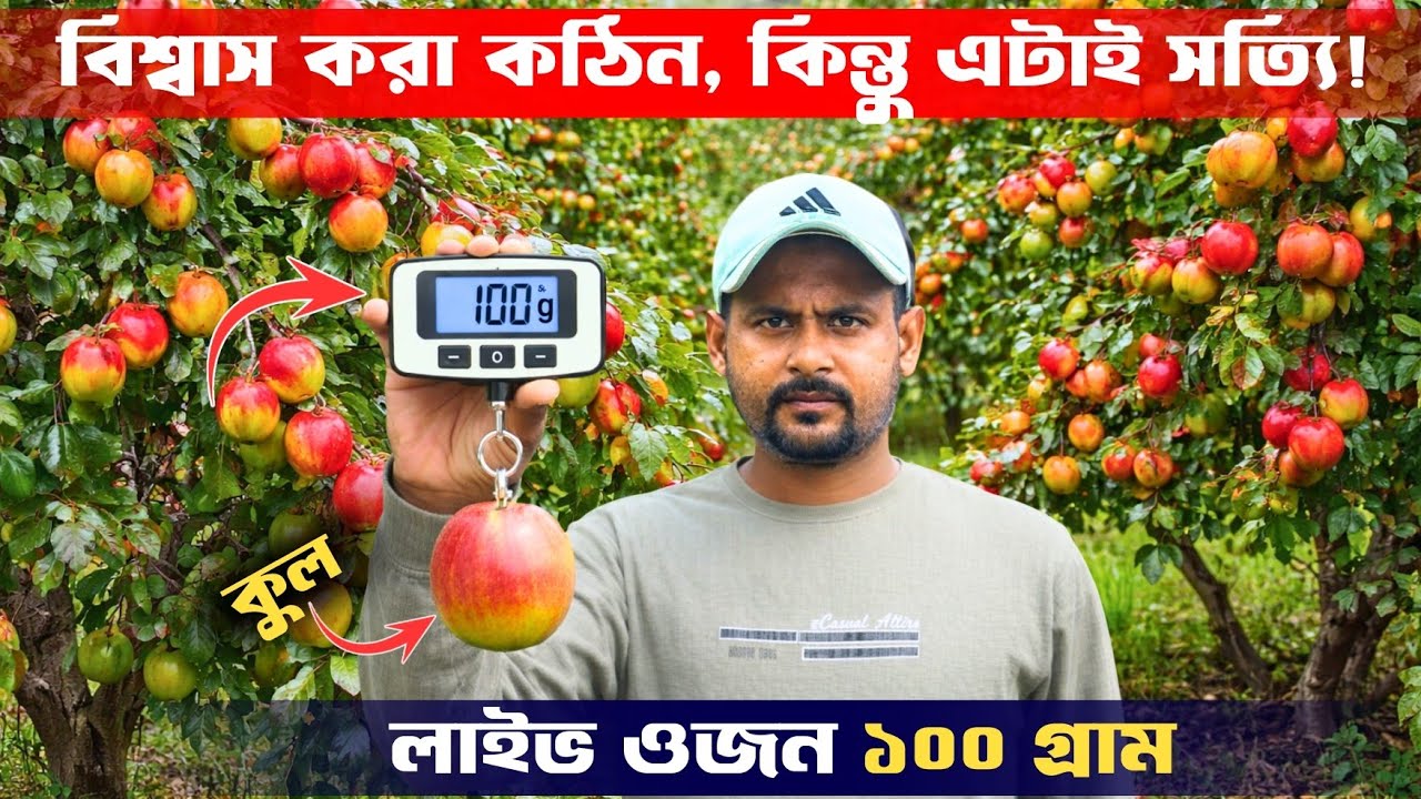 এই কুল বাজারে ঝড় তুলেছে! 🔥 Red Bengal Kul | Apple Ber High Profit Farming
