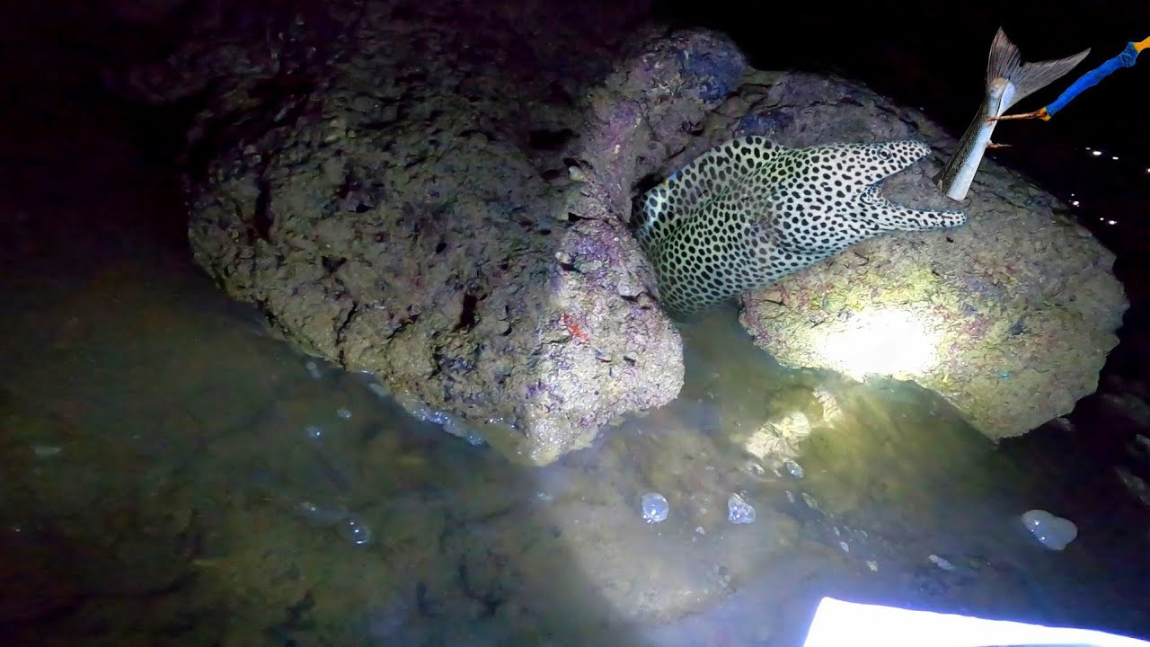 Mancing BELUT MONSTER kelaparan😱 | Giant Moray eel