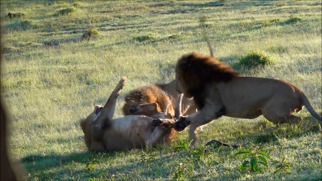 Male lion pees on himself when being attacked by two dominant male lions