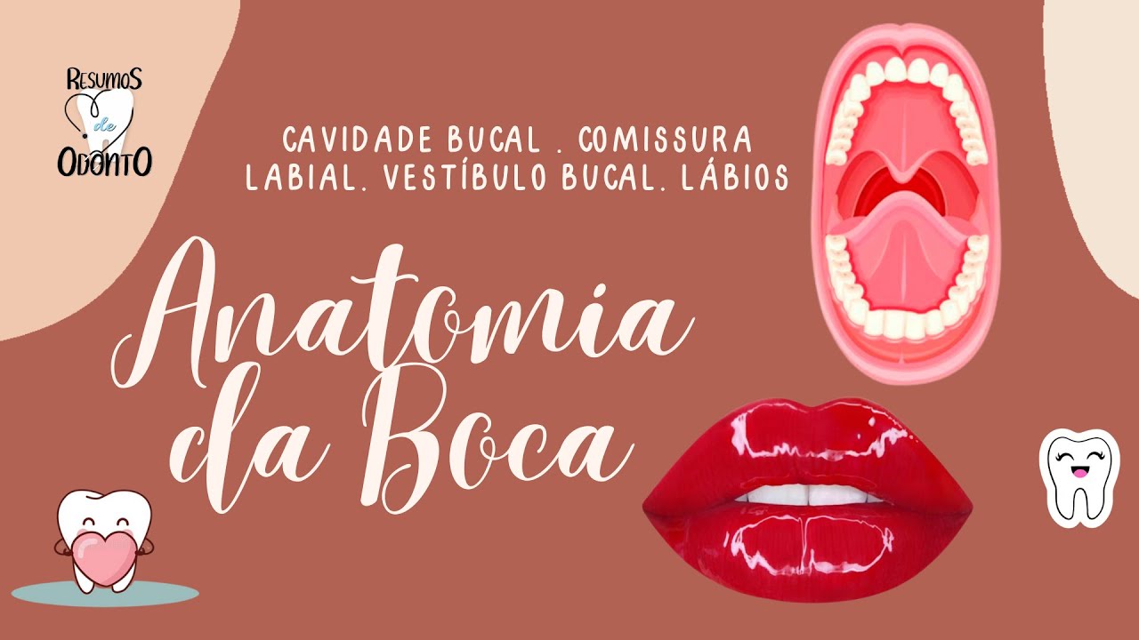 ANATOMIA BUCAL | CONHE&Ccedil;A - Resumos de Odonto
